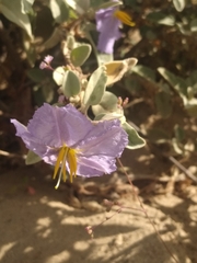 Solanum hindsianum