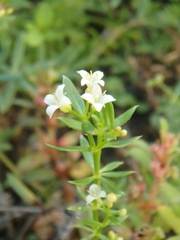 Galium humifusum