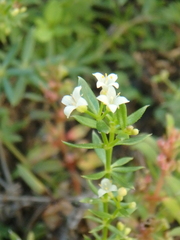 Galium humifusum