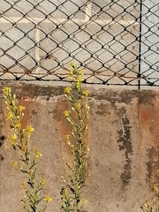 Macroglossum stellatarum