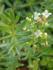 Galium humifusum
