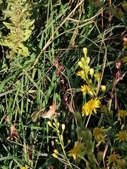 Macroglossum stellatarum