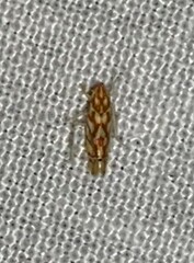 Erythroneura acuticephala