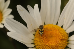 Eupeodes corollae