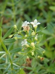 Galium humifusum