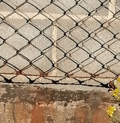 Macroglossum stellatarum