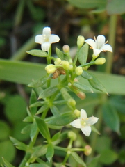 Galium humifusum