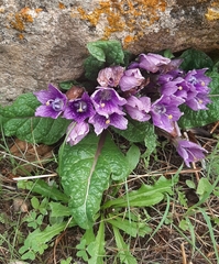 Mandragora autumnalis