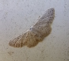 Idaea minuscularia