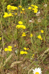 Crepis vesicaria
