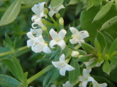 Galium humifusum