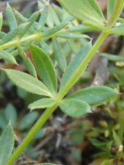 Galium humifusum
