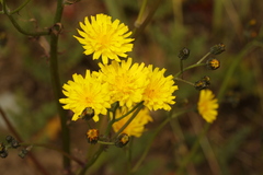 Crepis capillaris