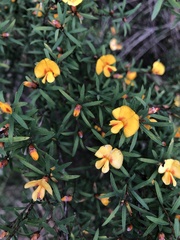 Pultenaea muelleri