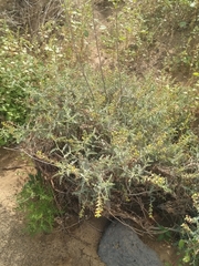 Errazurizia benthamii