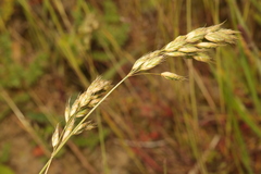 Bromus hordeaceus