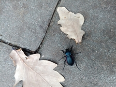 Carabus violaceus