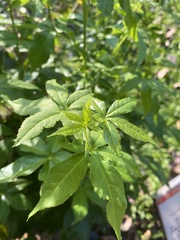 Eleutherococcus senticosus