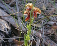 Pterostylis sanguinea