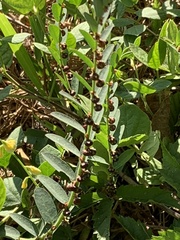 Phyllanthus evanescens