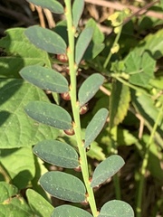 Phyllanthus evanescens