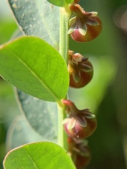 Phyllanthus evanescens