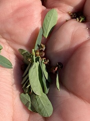 Phyllanthus evanescens