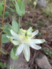 Passiflora subpeltata