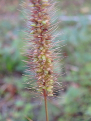 Setaria verticillata