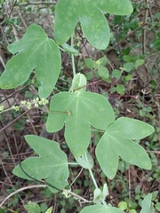 Passiflora subpeltata