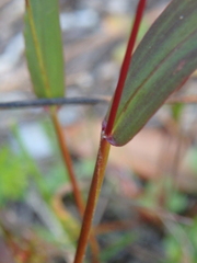 Setaria verticillata