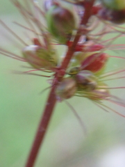 Setaria verticillata