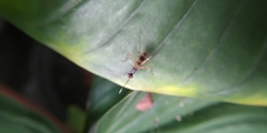 Rainieria