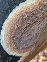 Phlebia rufa