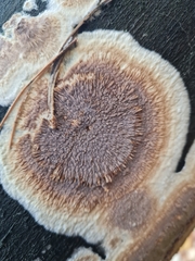 Phlebia rufa