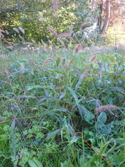 Setaria verticillata