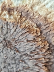 Phlebia rufa