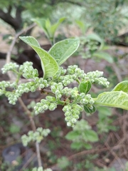 Vangueria infausta