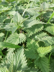 Urtica