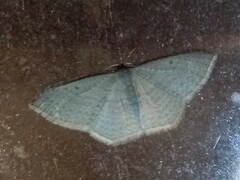 Poecilasthena pulchraria