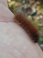Phragmatobia fuliginosa