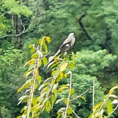 Dendrocitta formosae