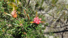 Lambertia formosa