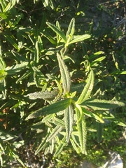 Cistus monspeliensis