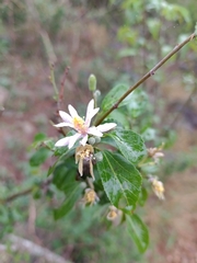 Grewia occidentalis