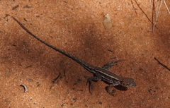 Ctenophorus spinodomus