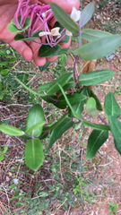 Lonicera implexa