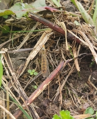 Nephrotoma flavipalpis