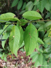Syzygium ridleyi
