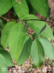 Syzygium ridleyi